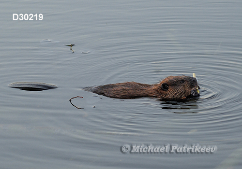 North American Beaver (Castor canadensis)